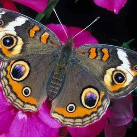 thumbnail for publication: Common Buckeye, Junonia coenia Hübner (Insecta: Lepidoptera: Nymphalidae)